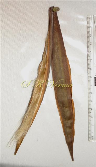  Fruit (Capsule)